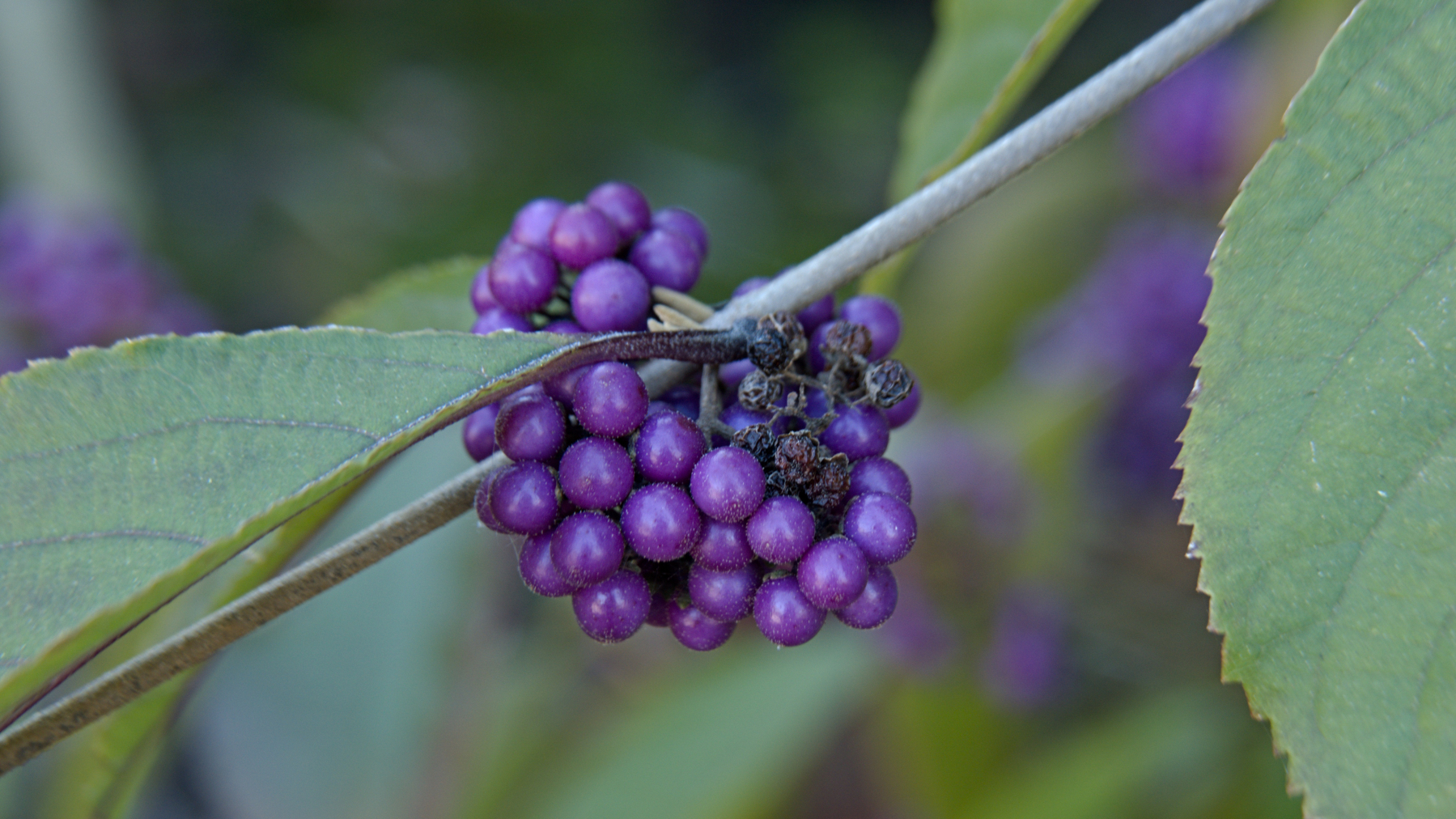 a cluster of bright purple berries