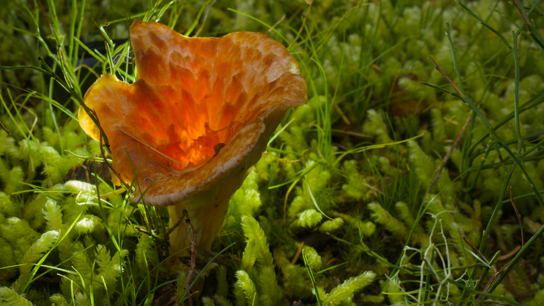 backlit mushroom in a bed of moss