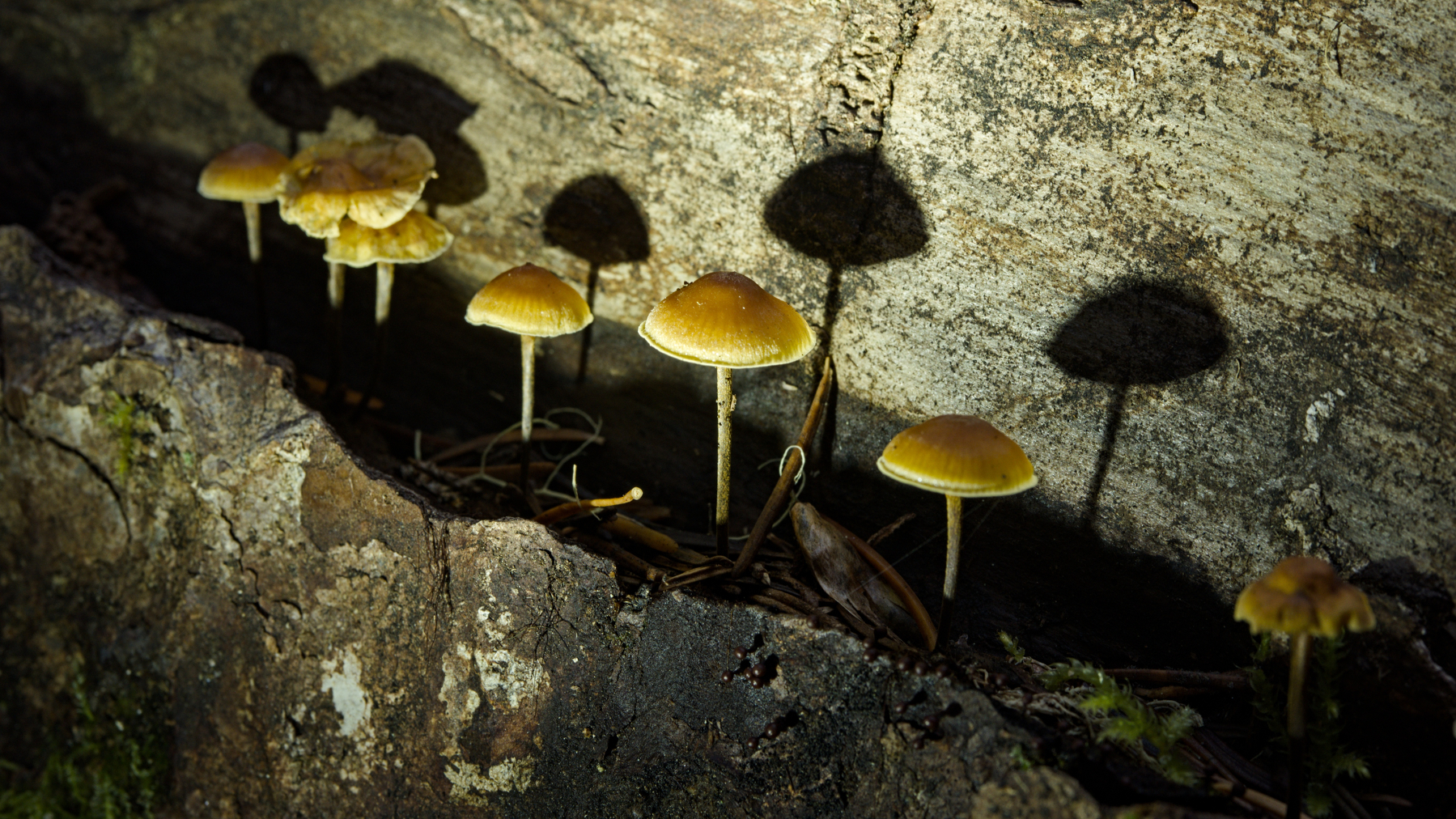 a row of tiny mushrooms