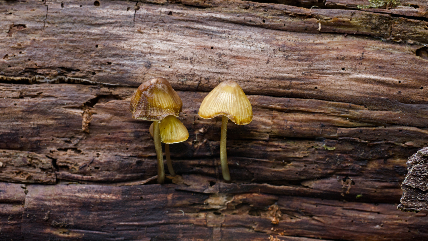 three tiny mushrooms growing out of a log