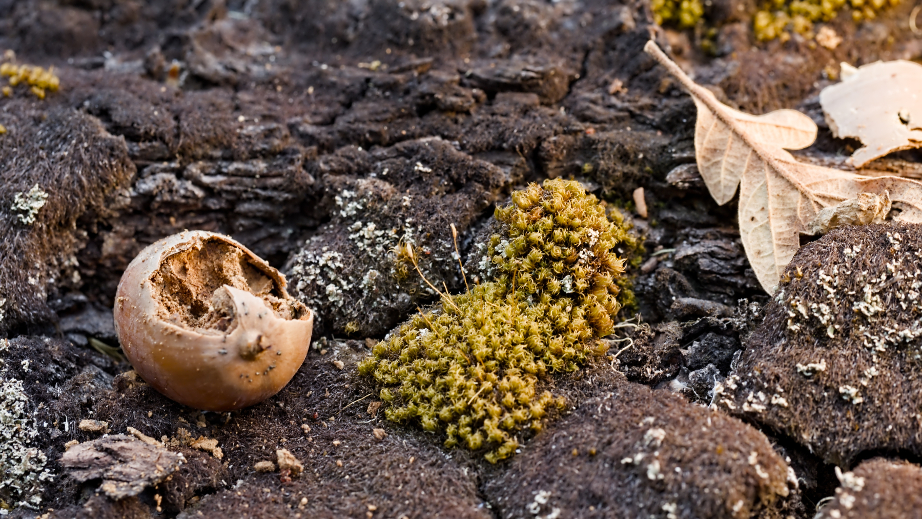 chewed-open acorn, moss and oak leaf on a rock