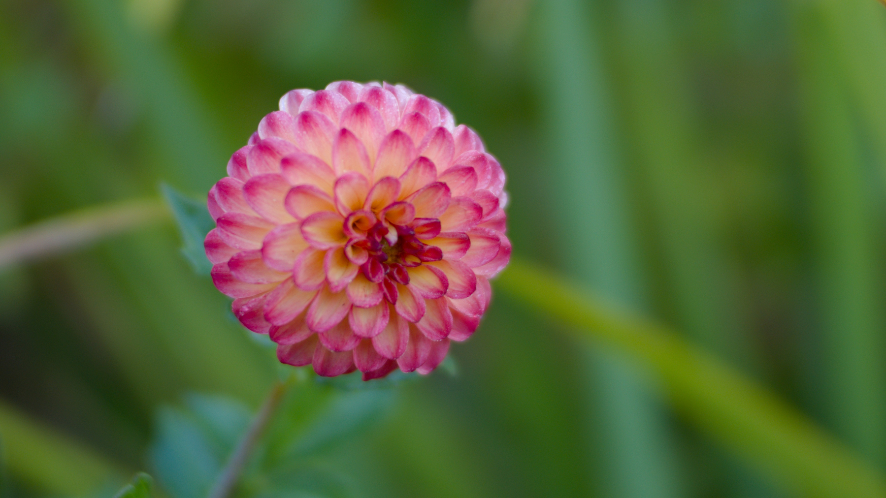 bright pink flower