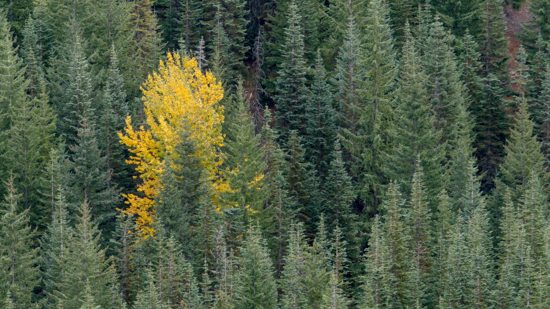 one bright yellow tree in a forest of evergreens