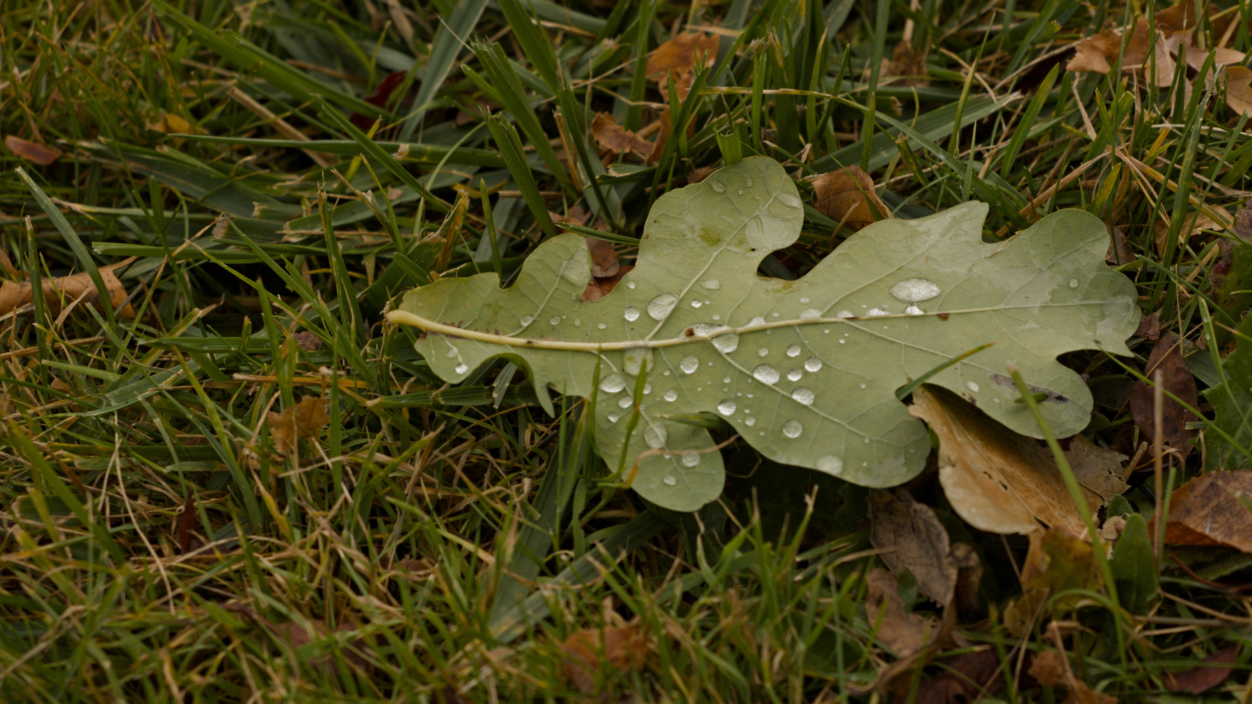Oak leaf with water droplets
