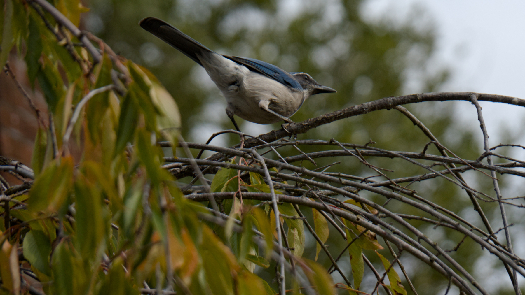 perched bird on a cloudy day
