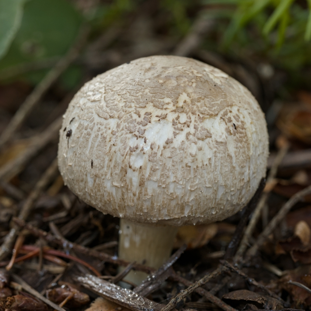 a single white mushroom surrounded by pine needles