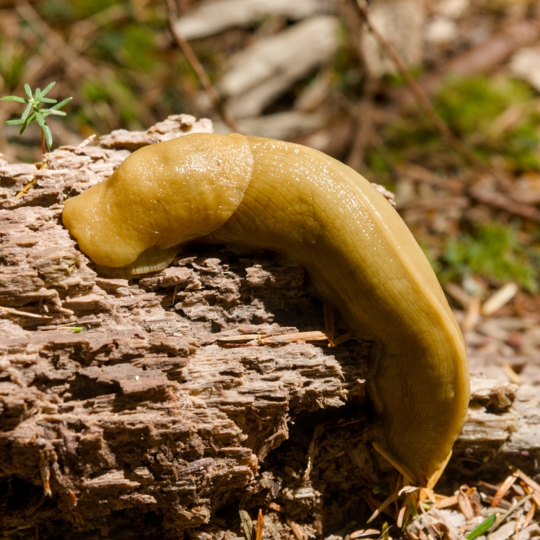 banana slug crawling on a log