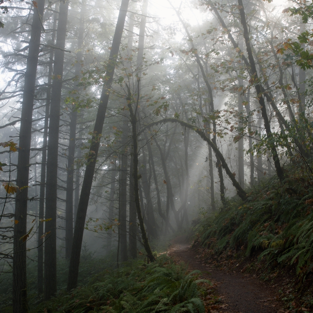 tree-lined trail with rays of sun streaming through the fog