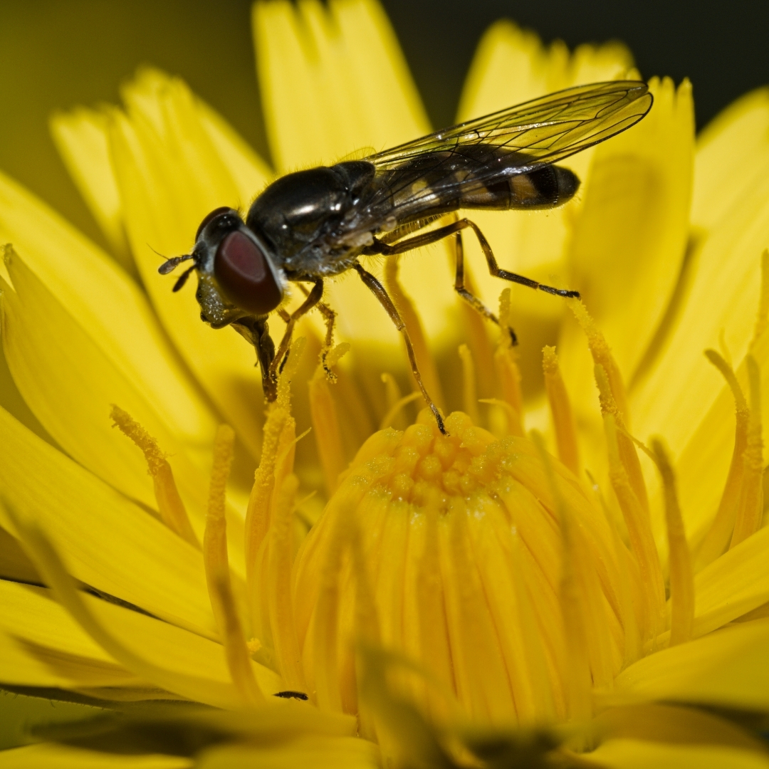 A fly in a dandelion