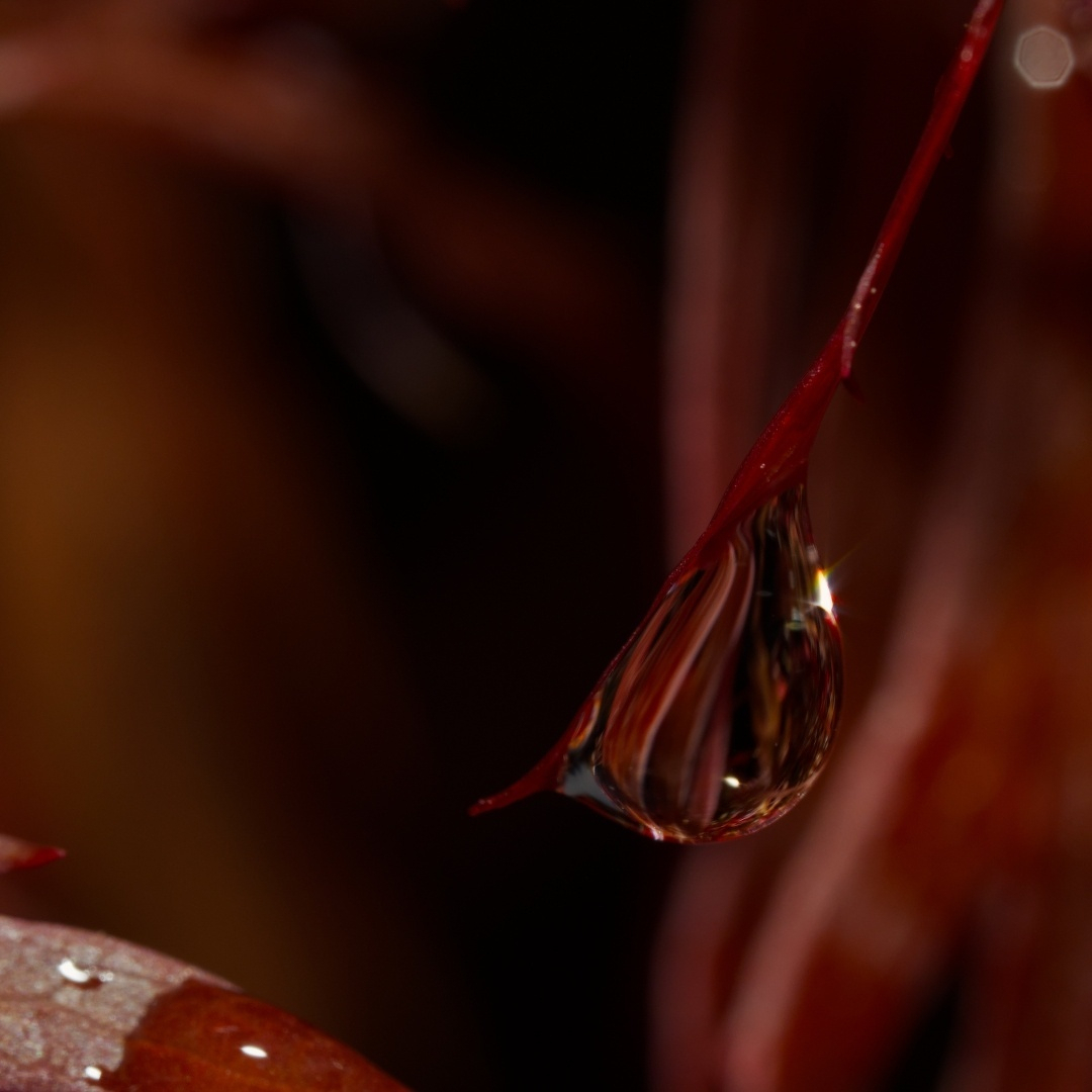 water drop on a red field