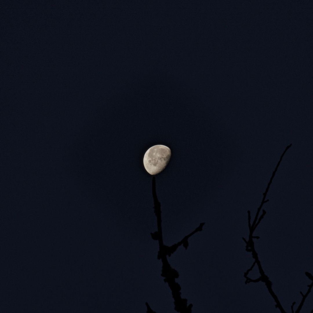 Moon photographed past a bare tree limb
