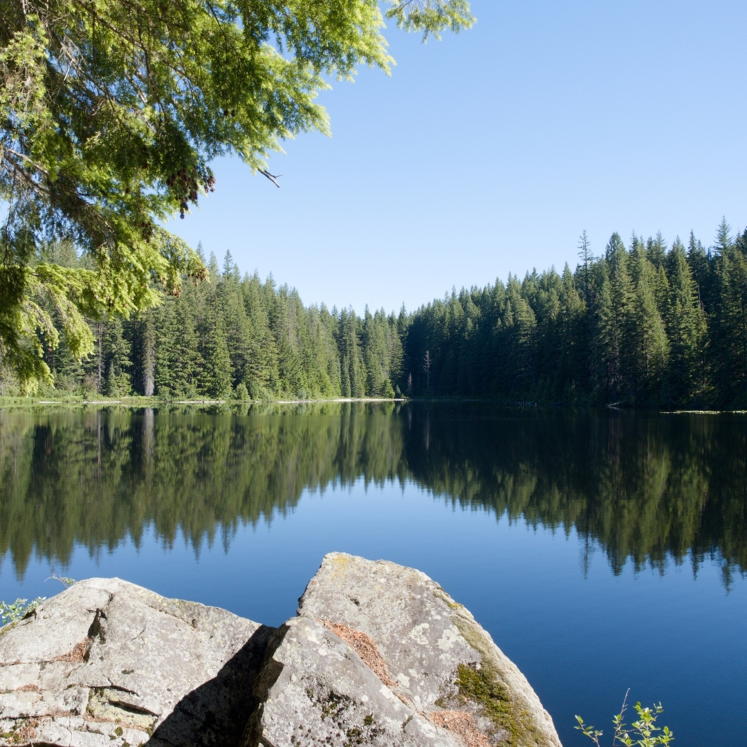a lake surrounded by forest