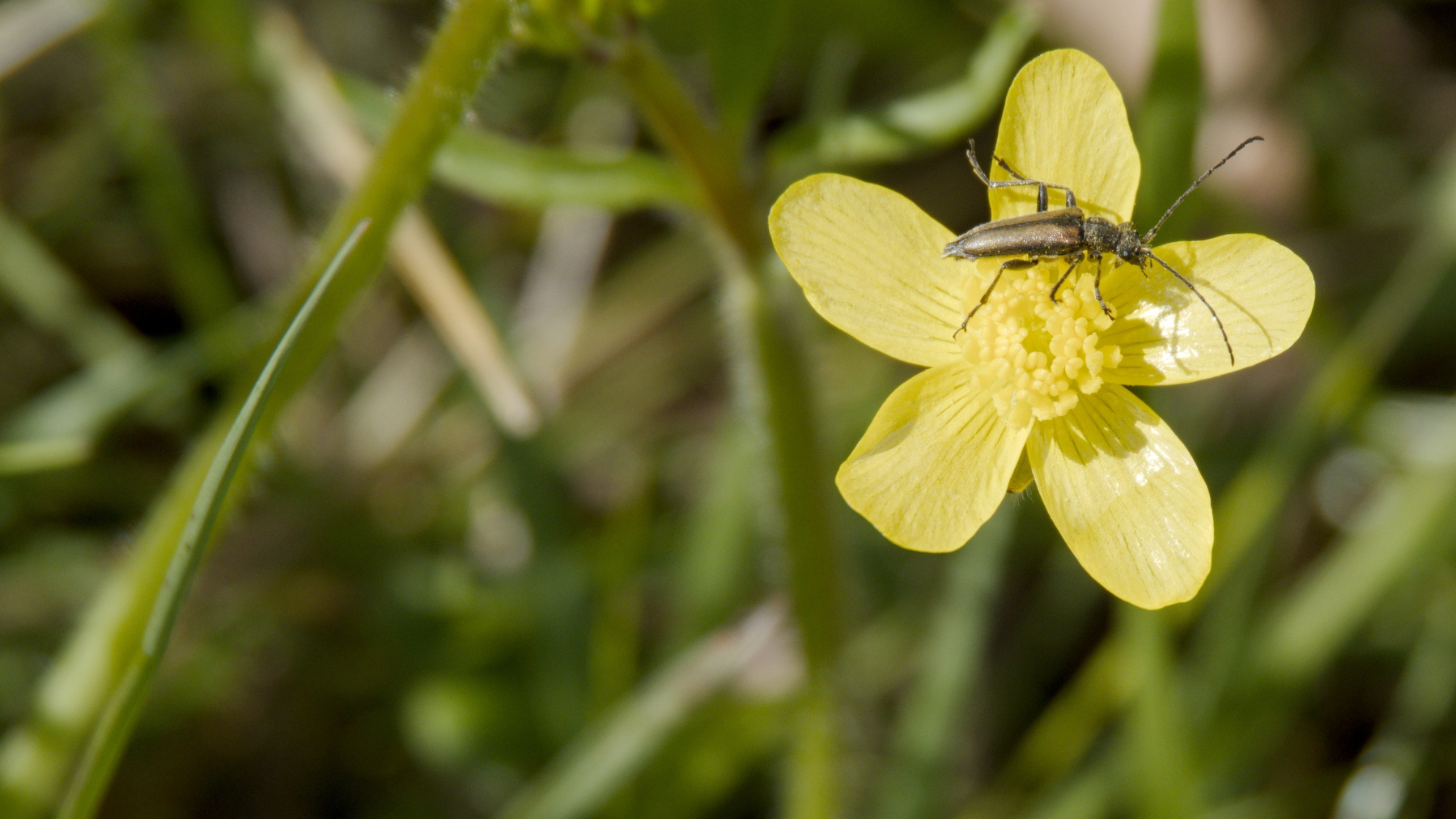 bug on a flower