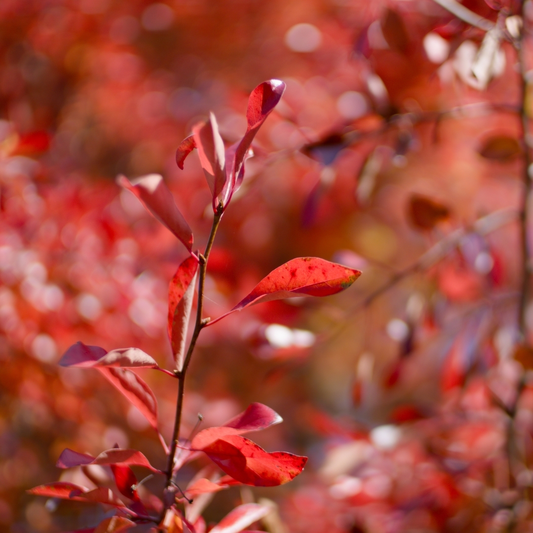 red leaves everywhere