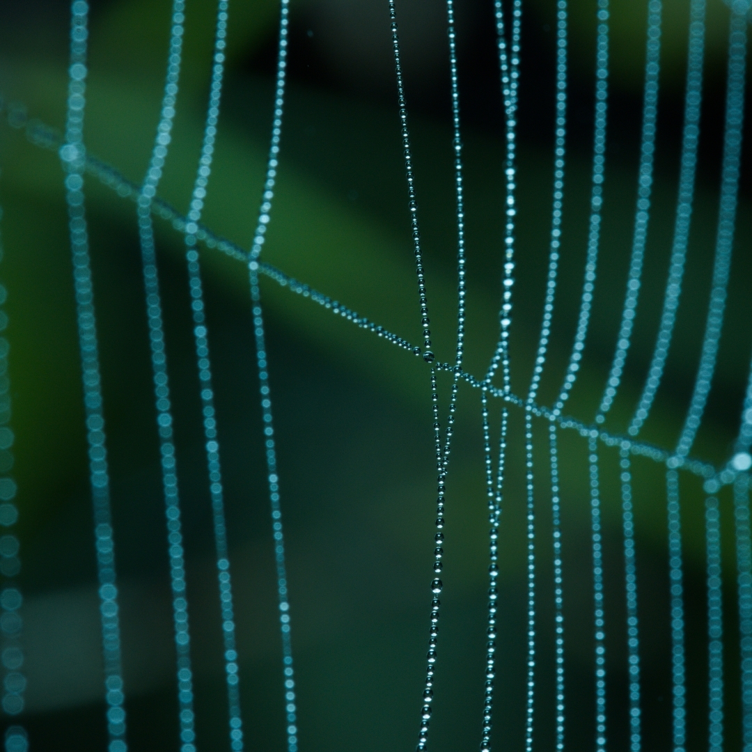 Part of a spiderweb coated with tiny water droplets
