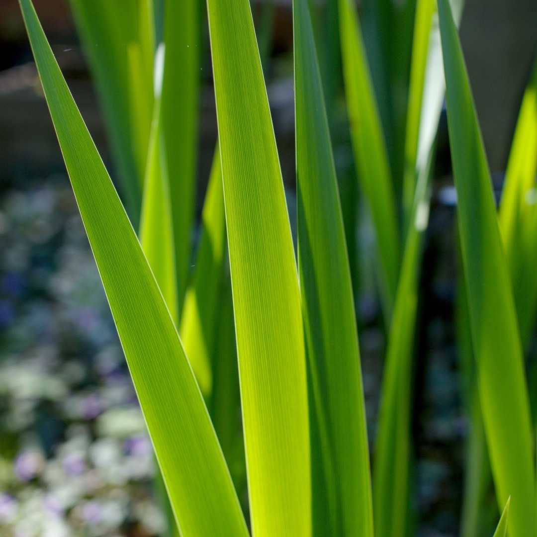Iris leaves in the sun