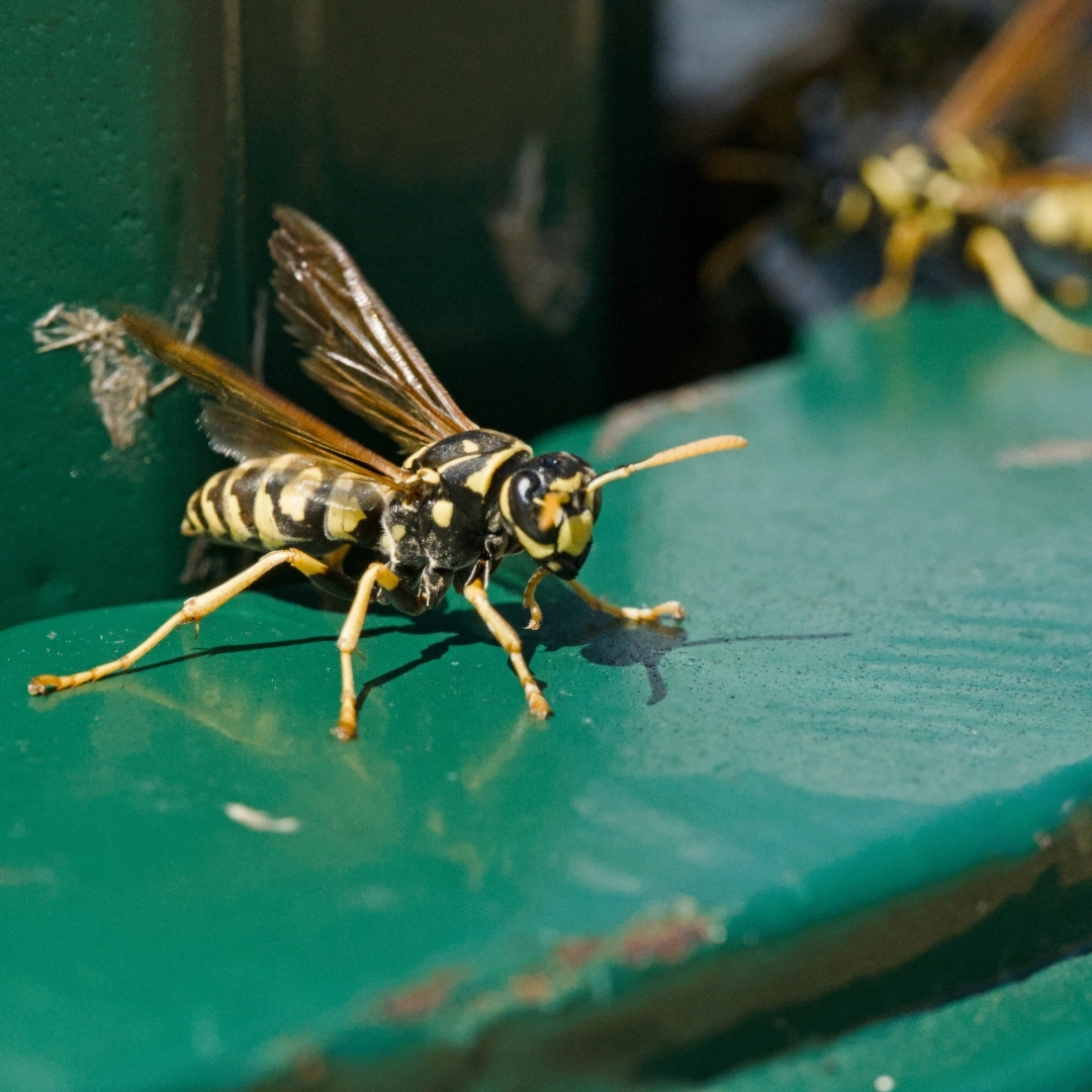 a couple of wasps on a green-painted platform
