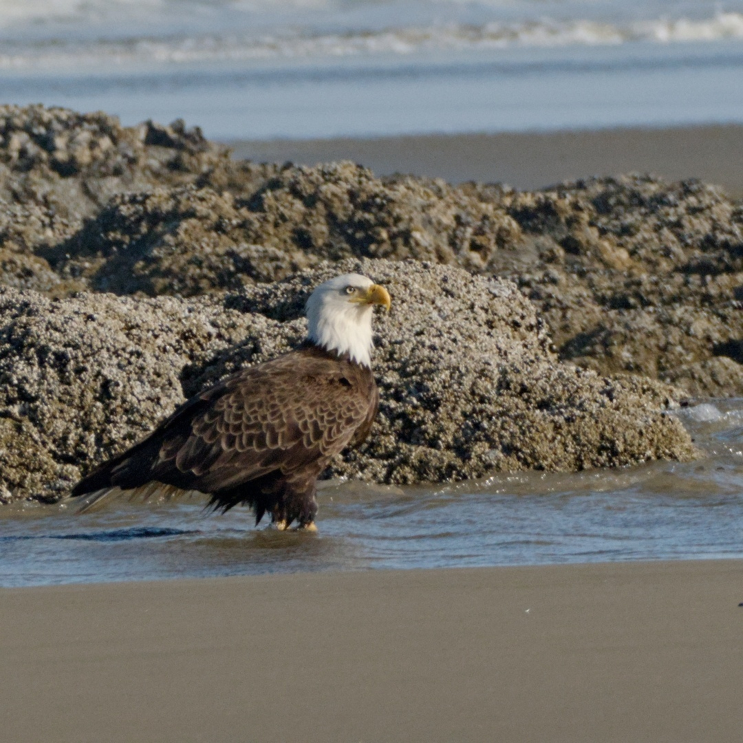 Bald eagle standing in water on the beach with rocks and ocean in the background