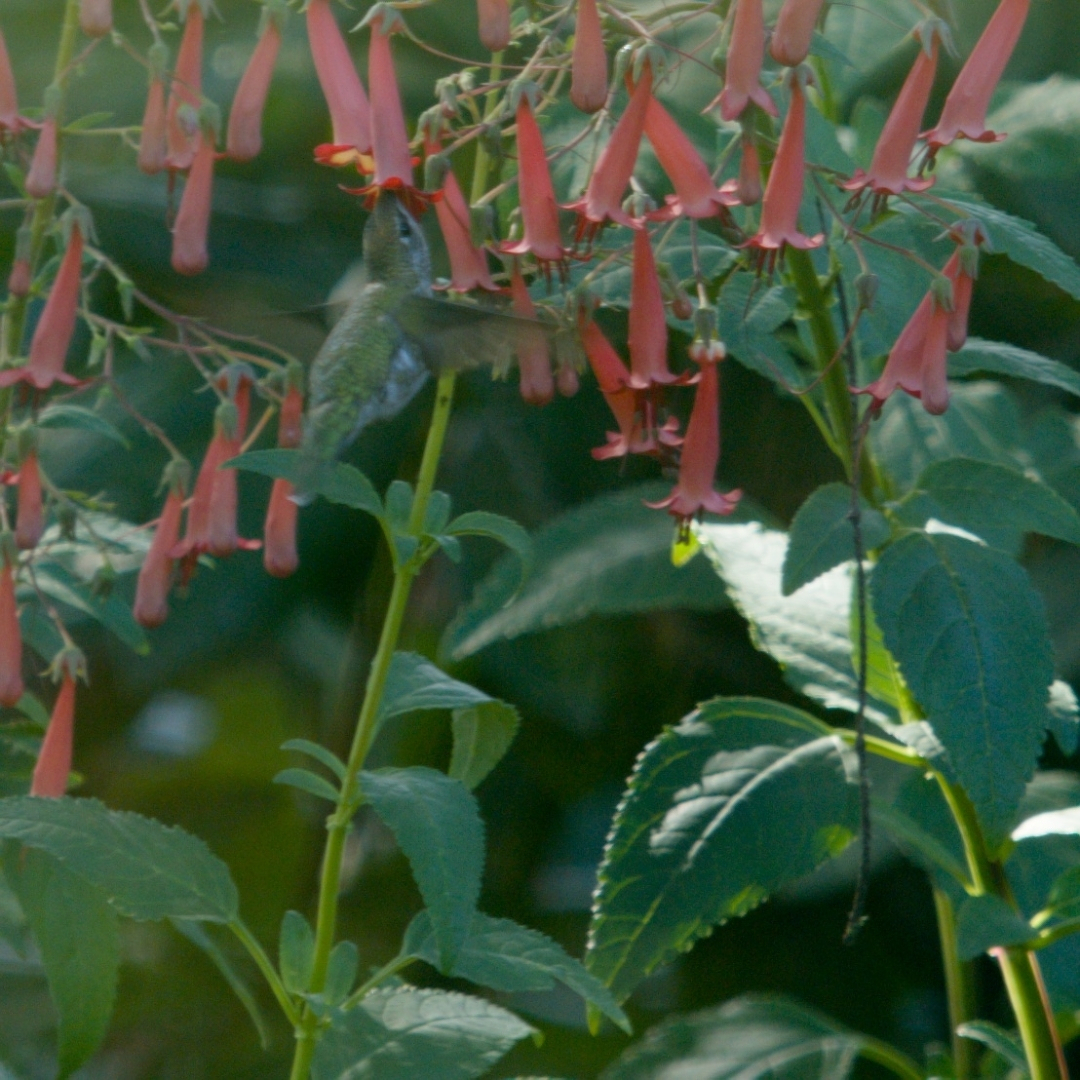 A hummingbird drinking from fuchsia flowers