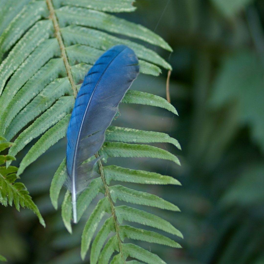 a blue jay feather on a fern leaf