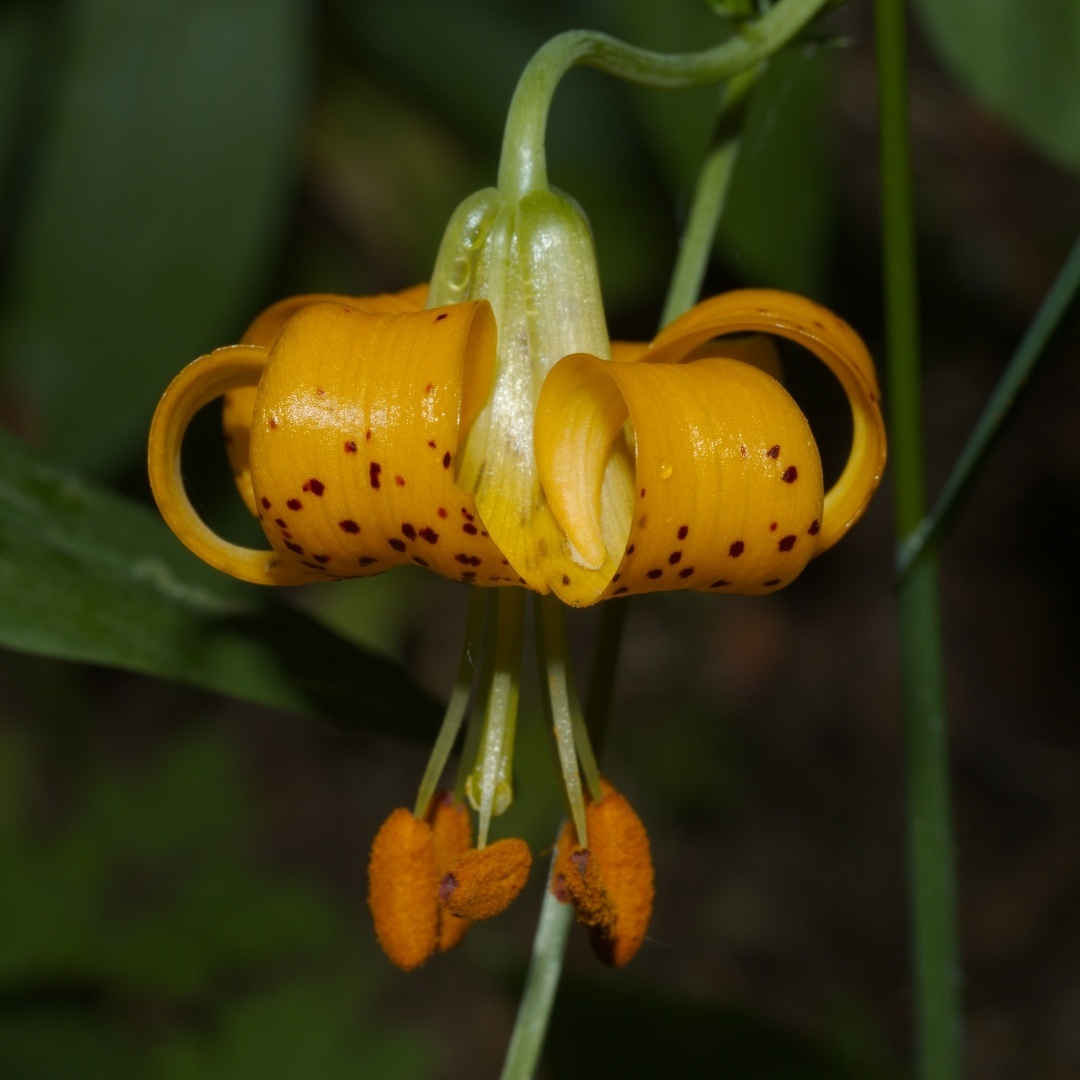 a single tiger lily flower