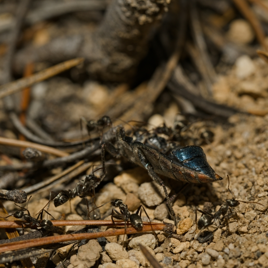 A bunch of ants moving the remains of a beetle