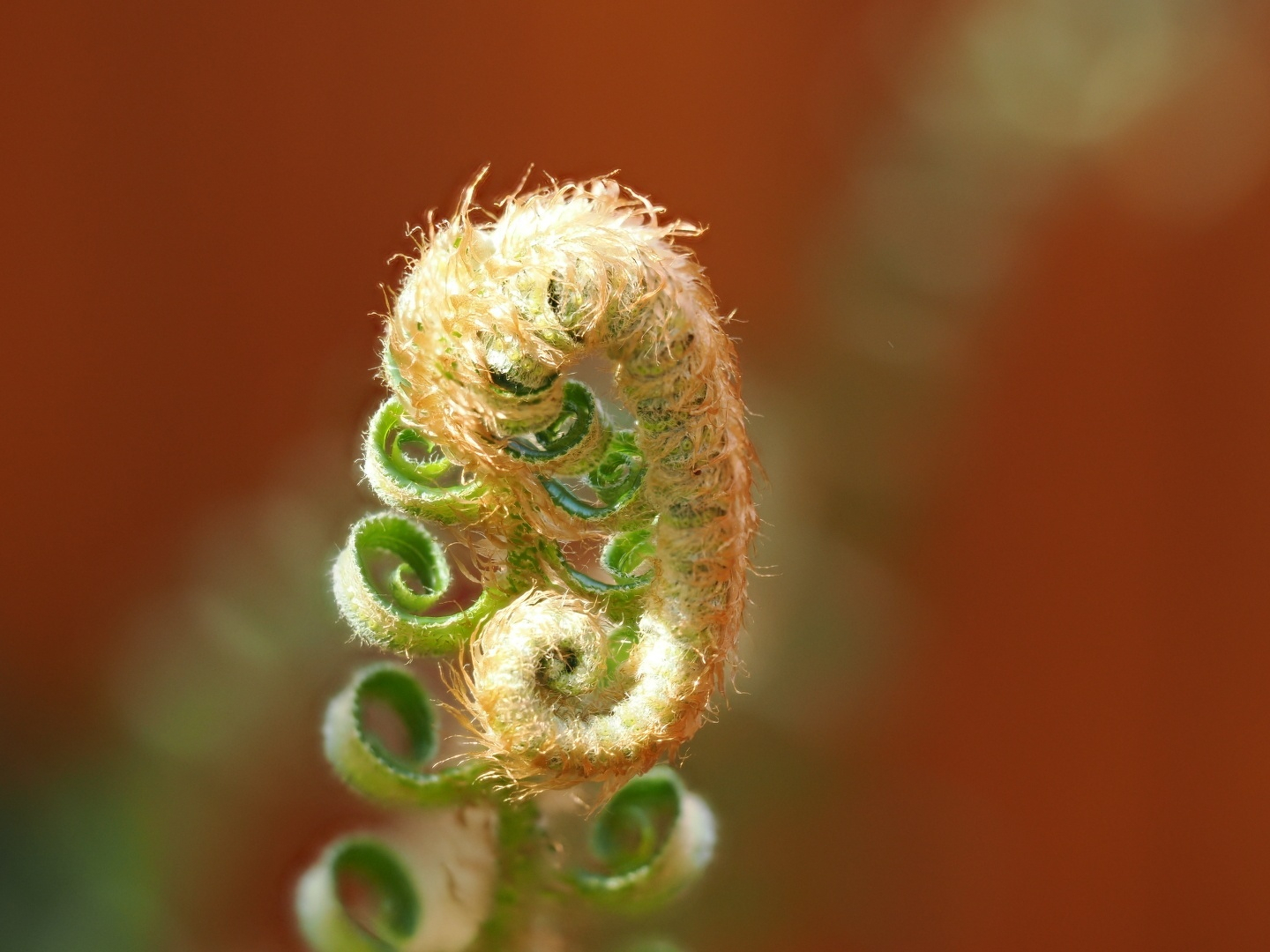 A fern uncurling in the sun
