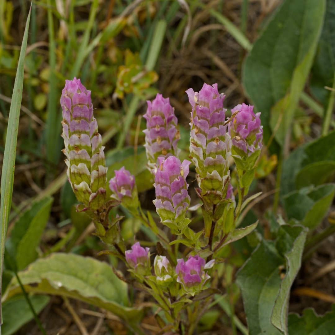 a cluster of purple flowers
