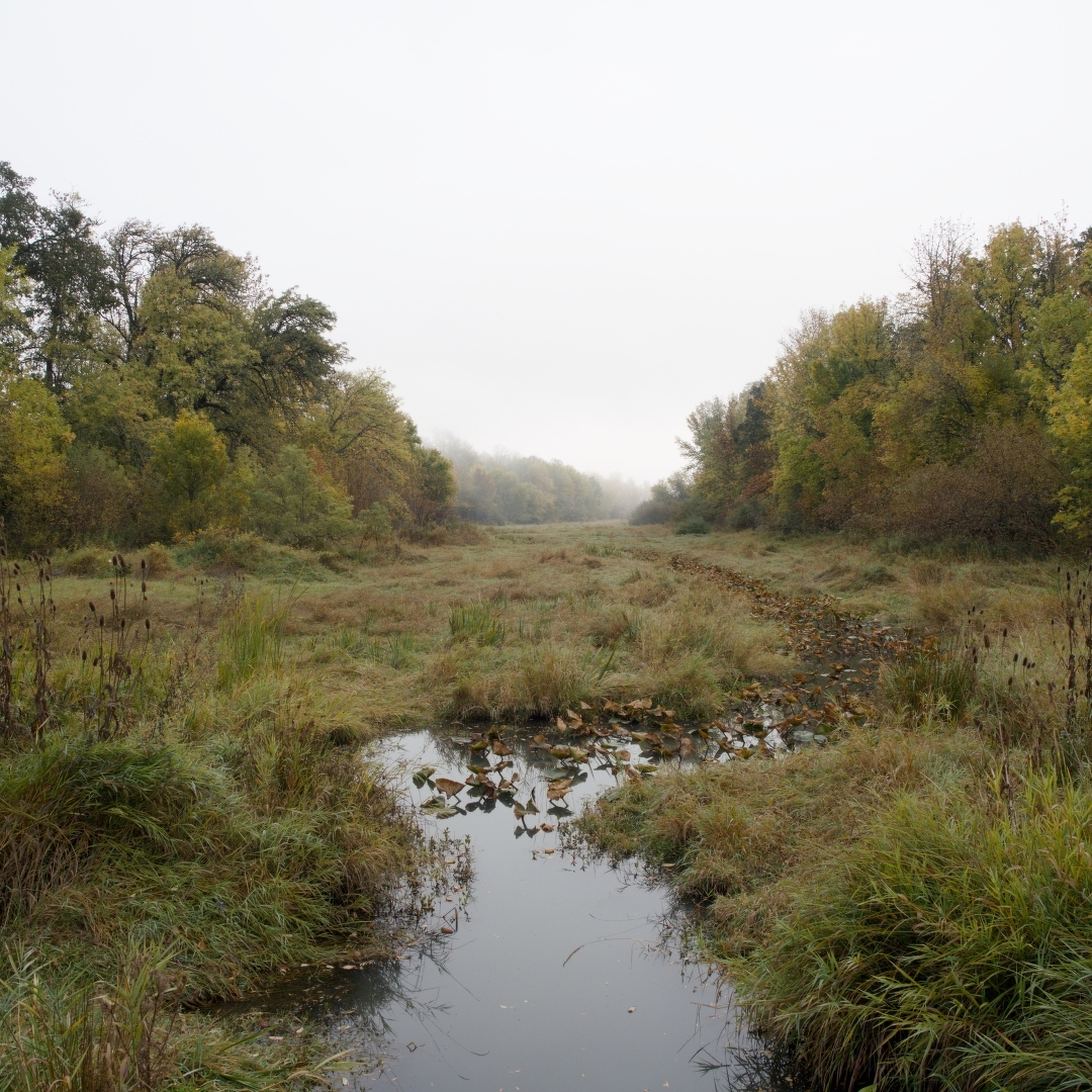 Fog, trees, waterway