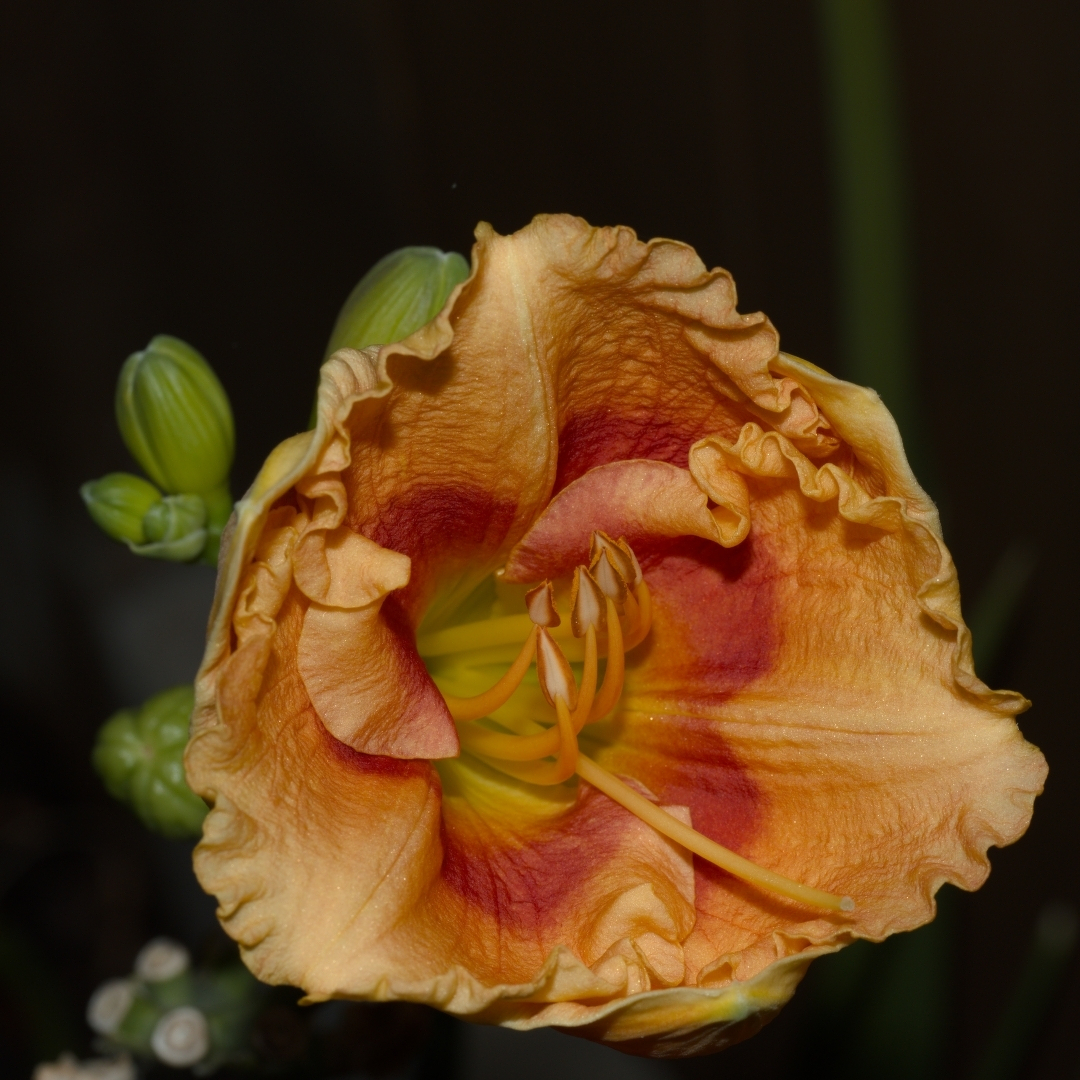 bright orange flower