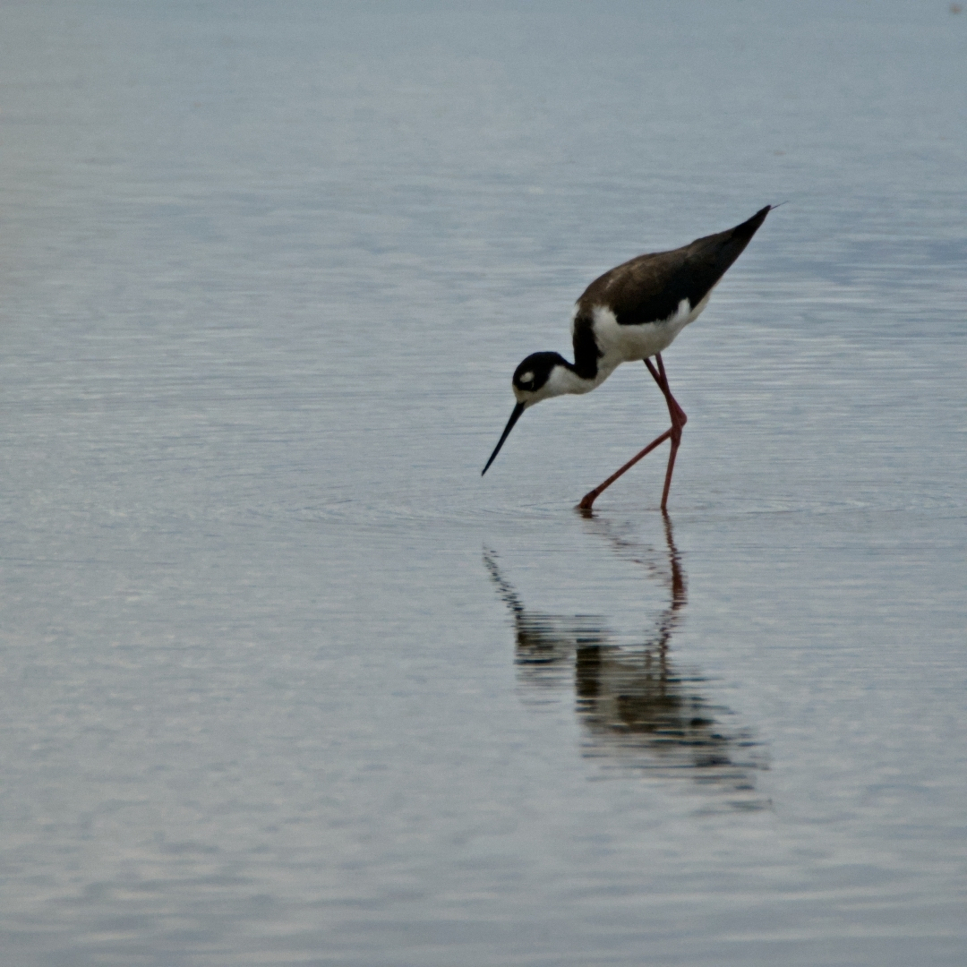 bird standing in water