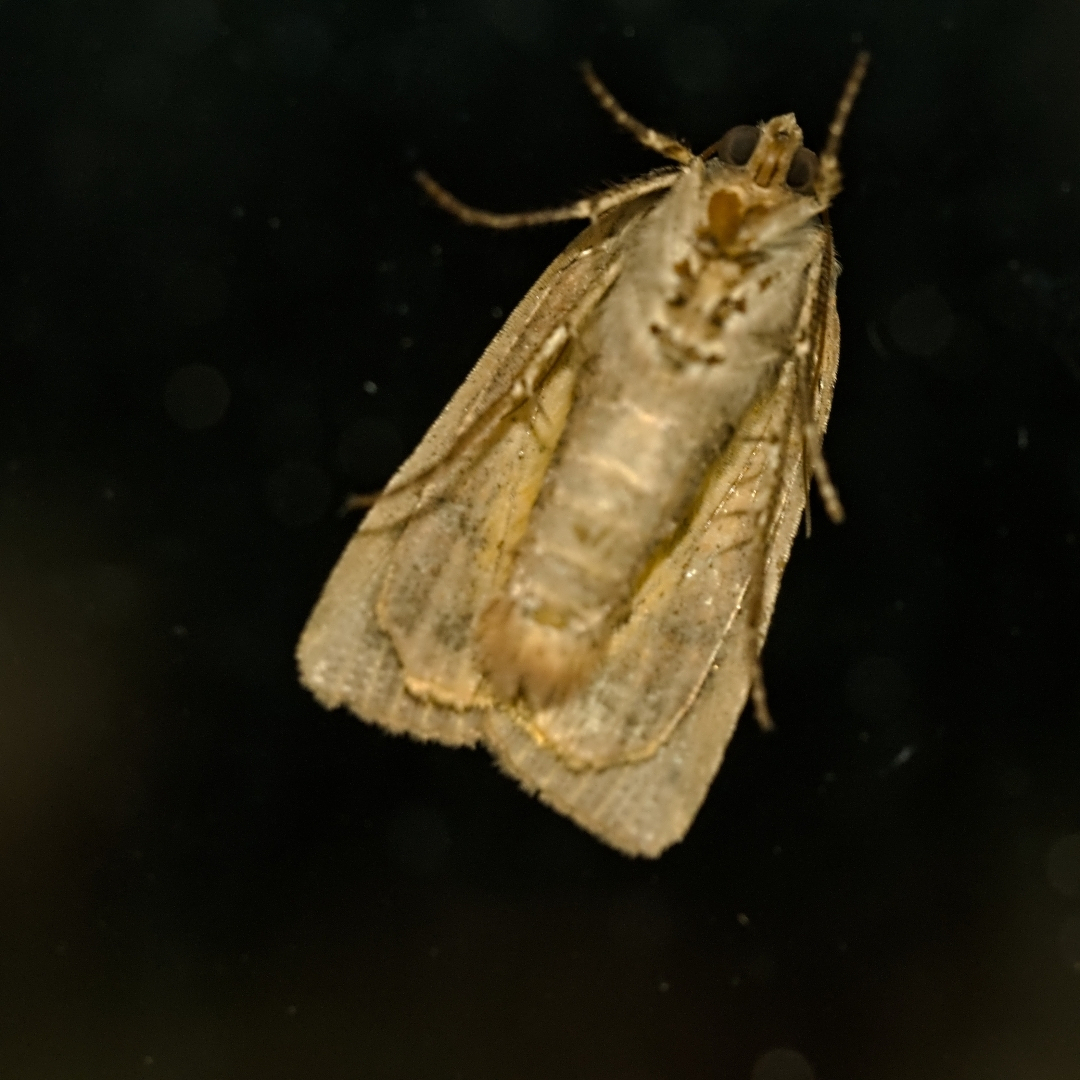 A moth seen from below through a window
