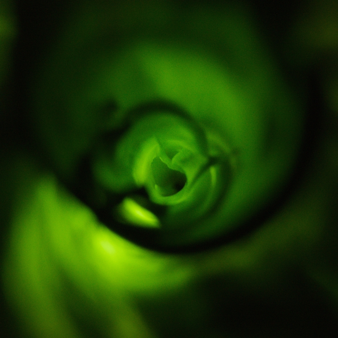 glowing green rosette