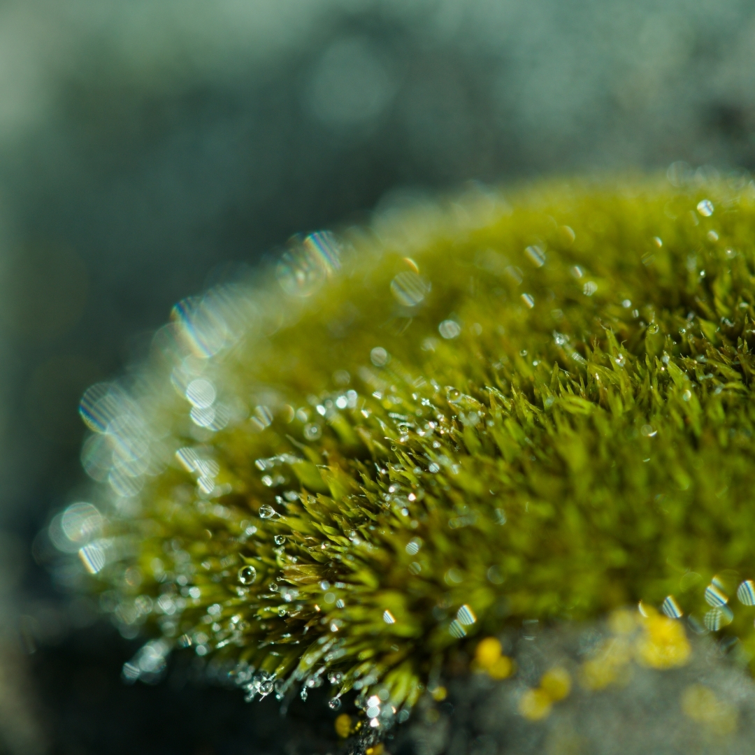 A patch of moss sprinkled with tiny dew drops in the sun