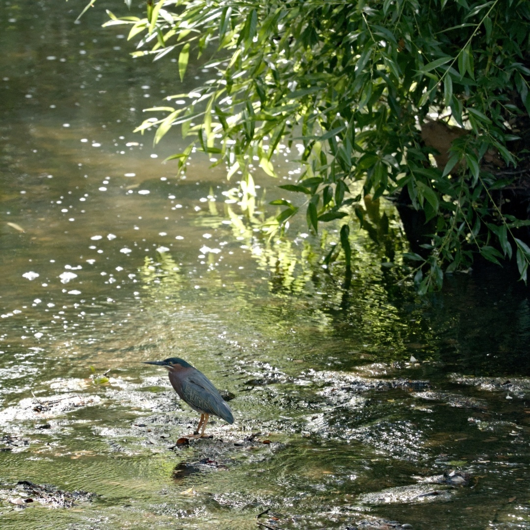 medium sized bird on a rock in a stream with sunlit leaves and reflections