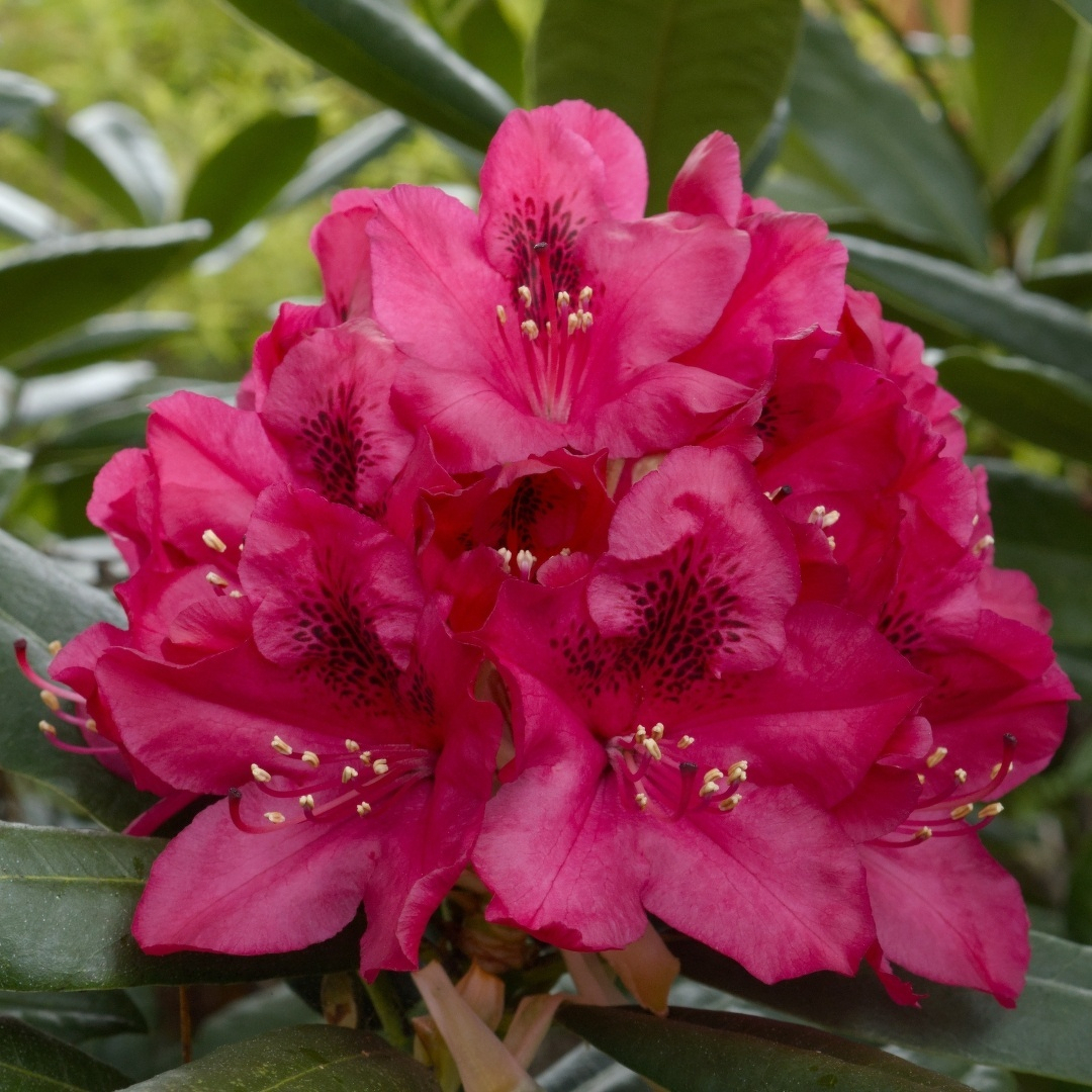 A cluster of deep pink rhododendron blooms