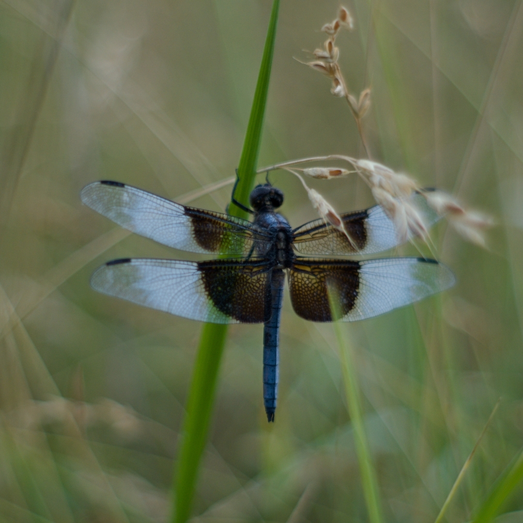 dragonfly on a grass stalk