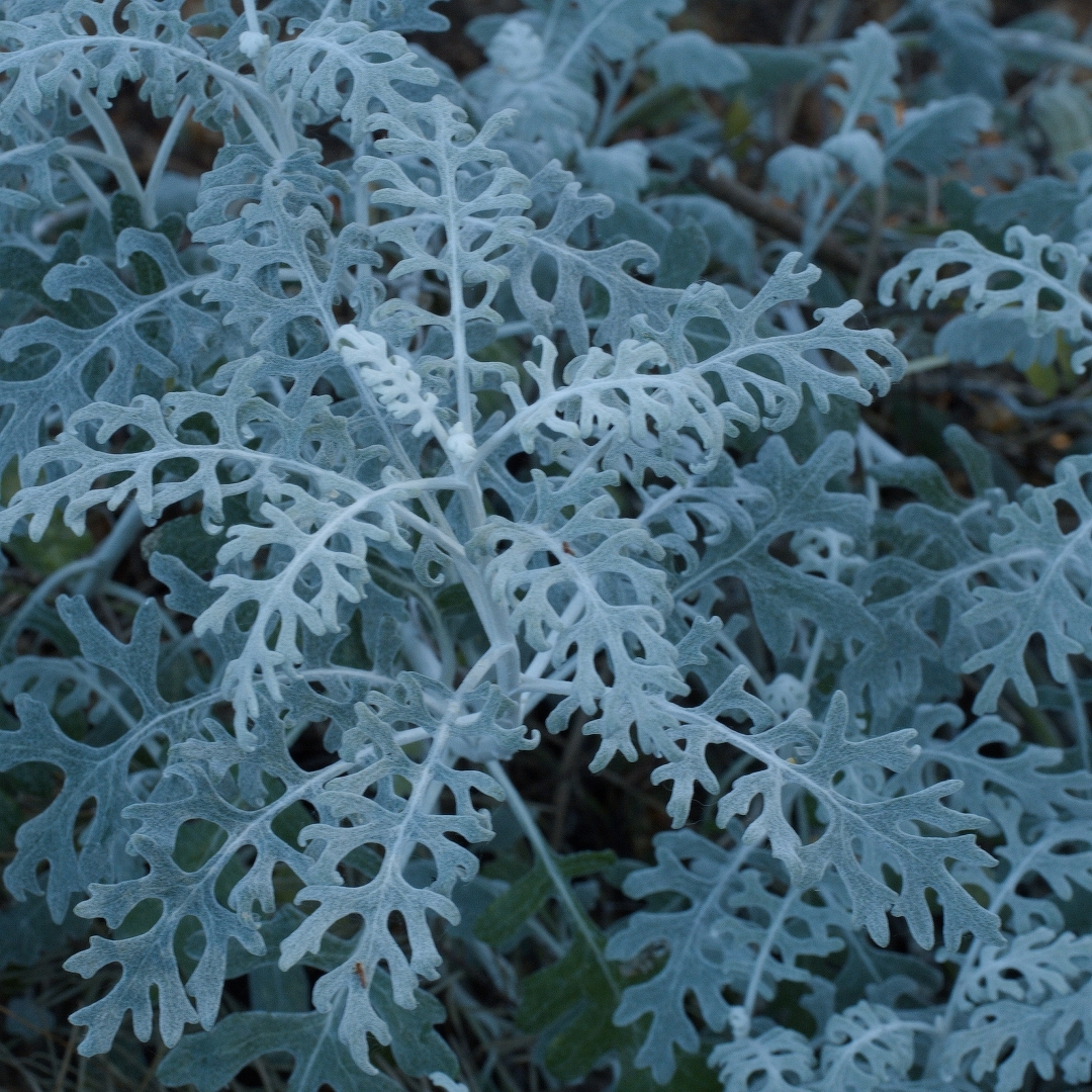 Silvery snowflakes of plant foliage