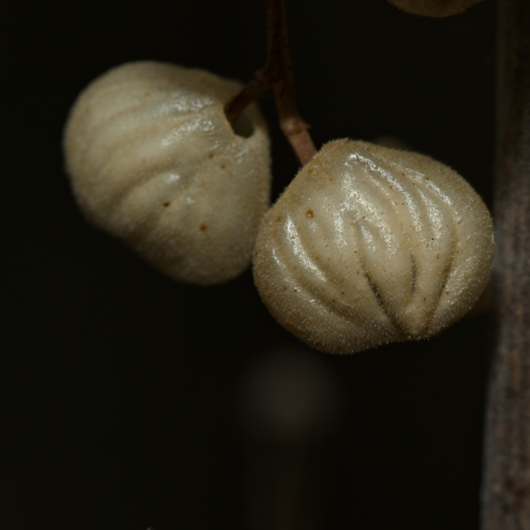 little white berries with furrowed skins