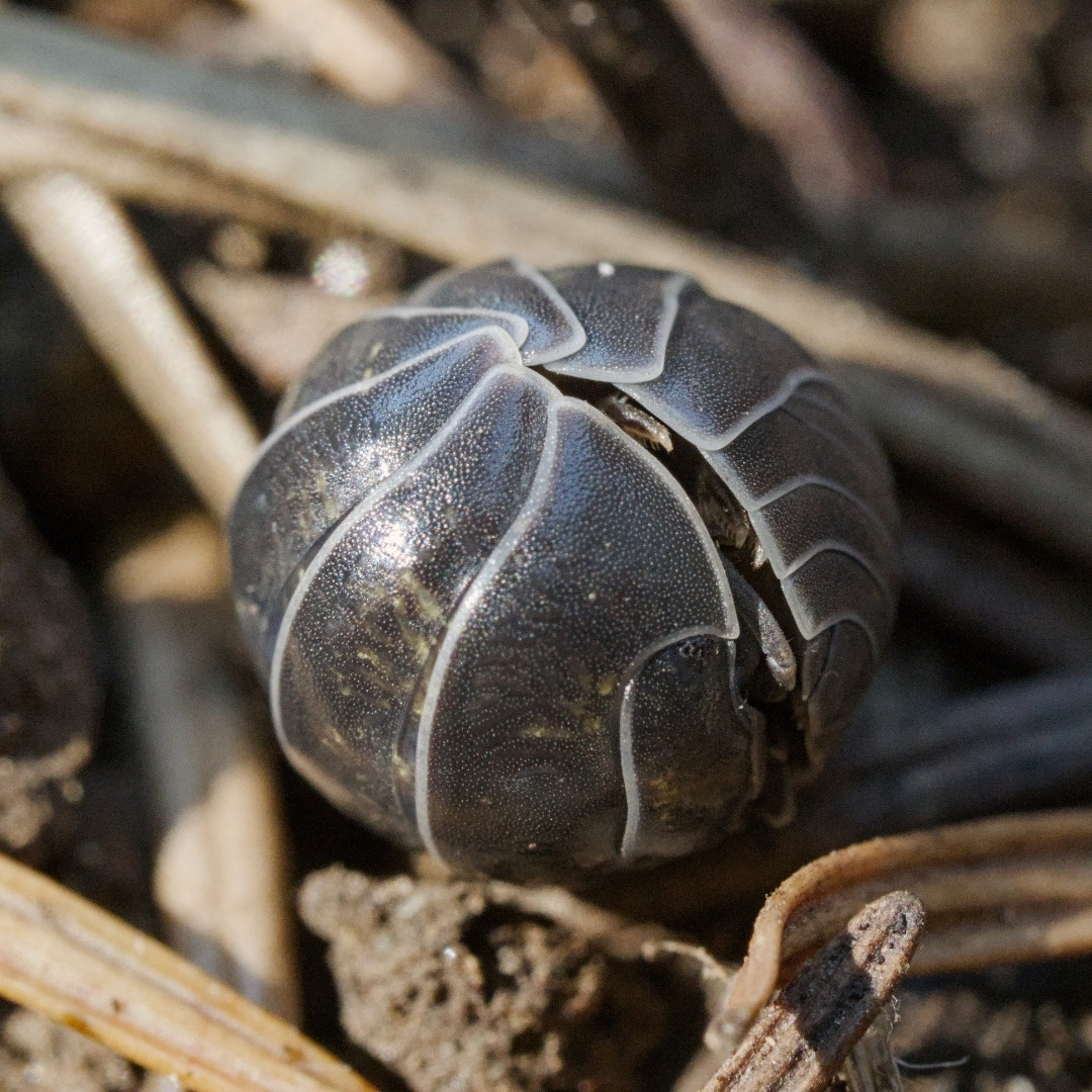 pillbug or wood louse or roly-poly, all curled up