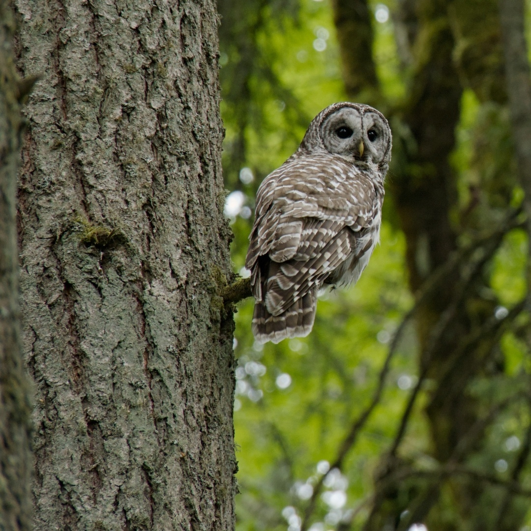 Barred owl on a tree trunk