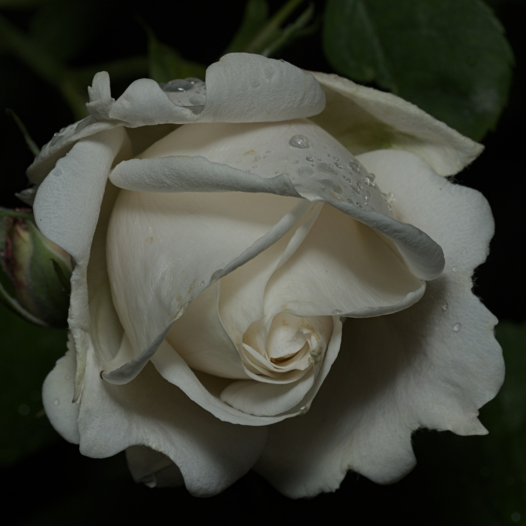 white rose with water droplets
