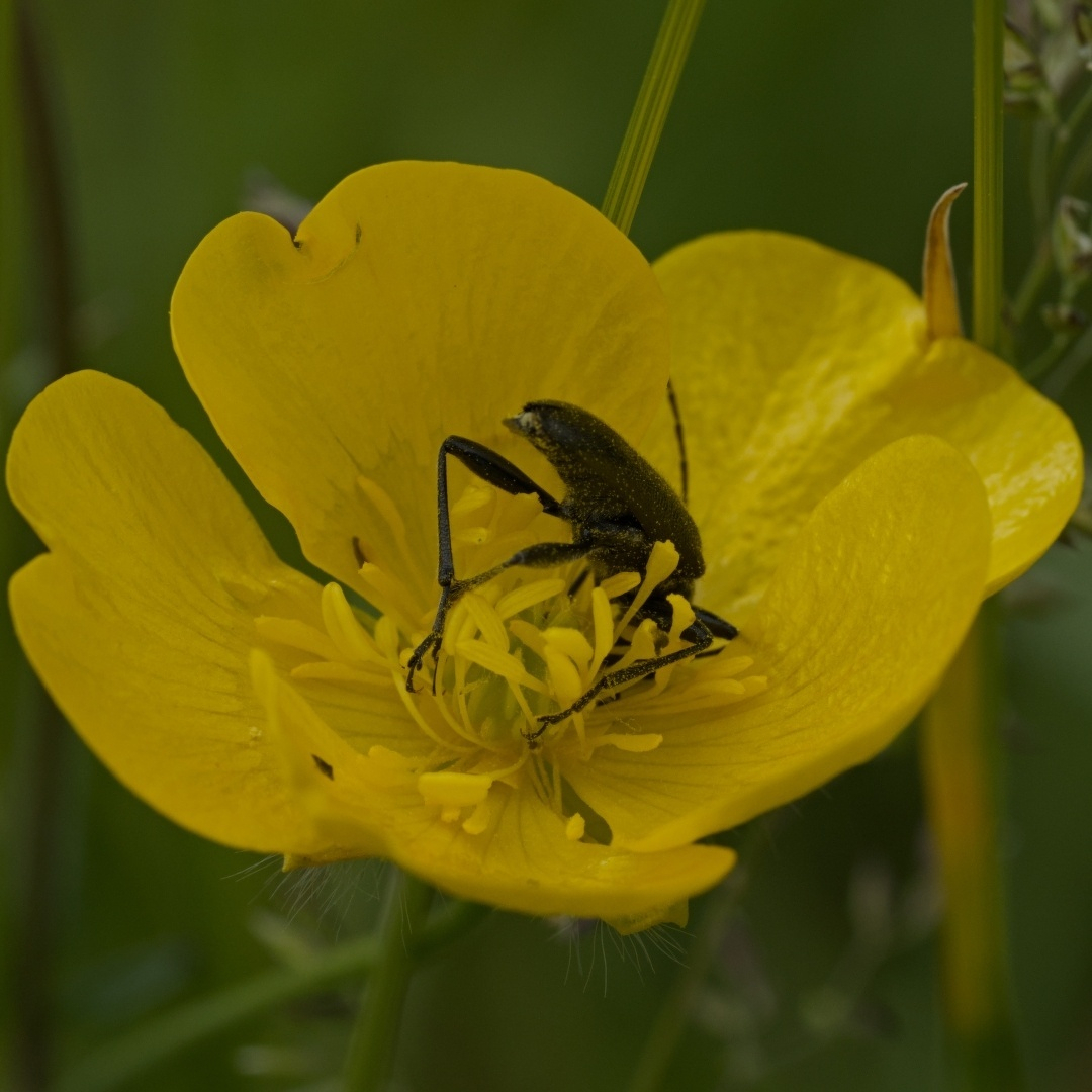 bright yellow flower with a tiny beetle