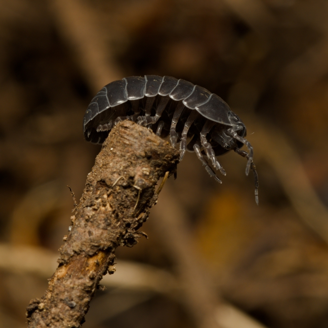 A pillbug/wood louse balanced on the end of a small stick