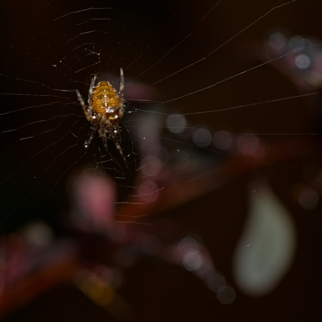A spider with tiny water droplets