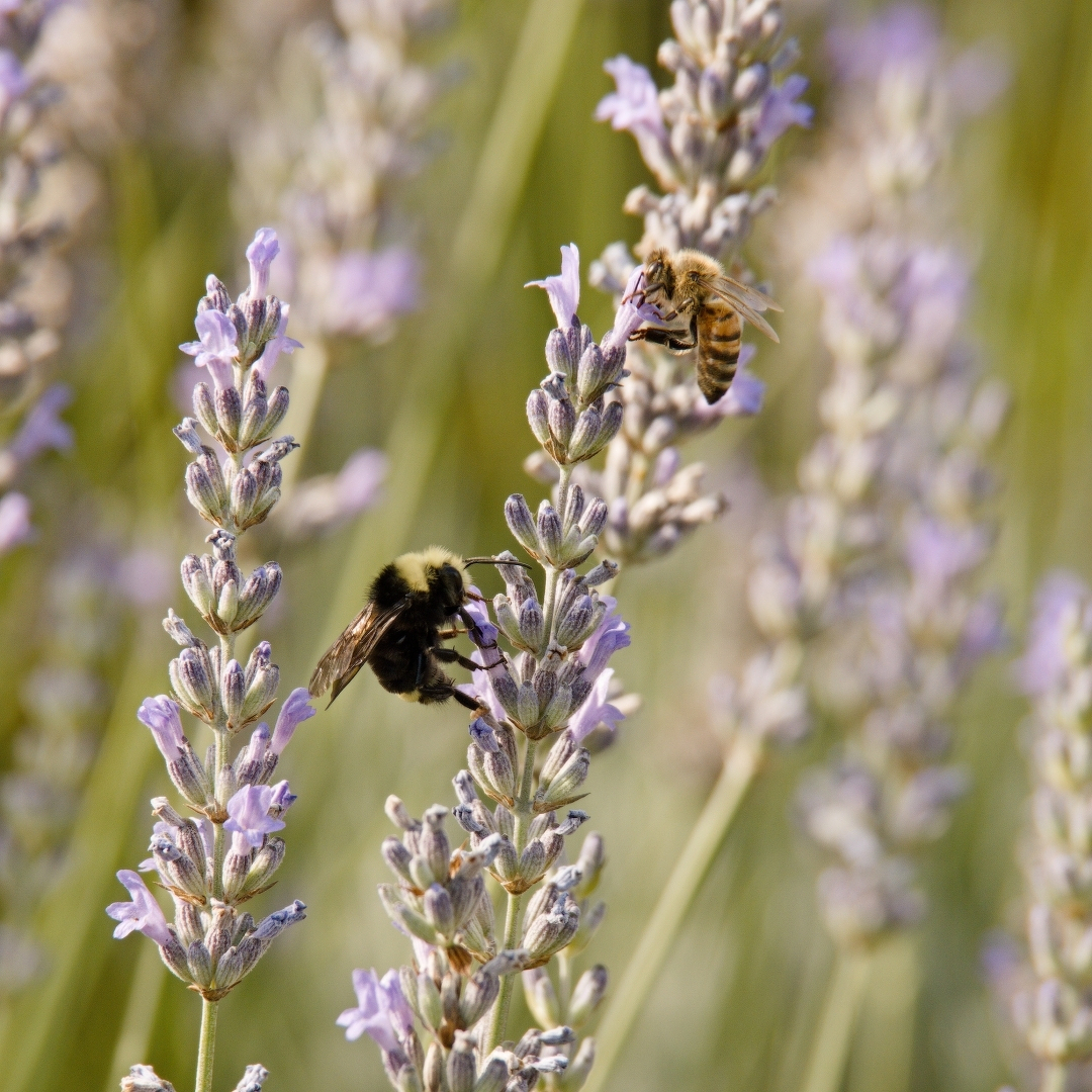 A honeybee and a bumblebee sharing the same flower stalk