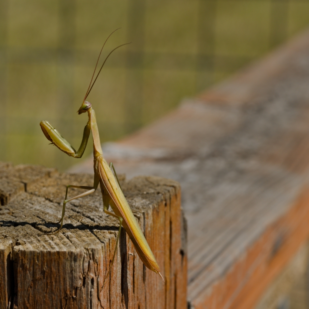 Yellow-ish praying mantis perched on a fencepost