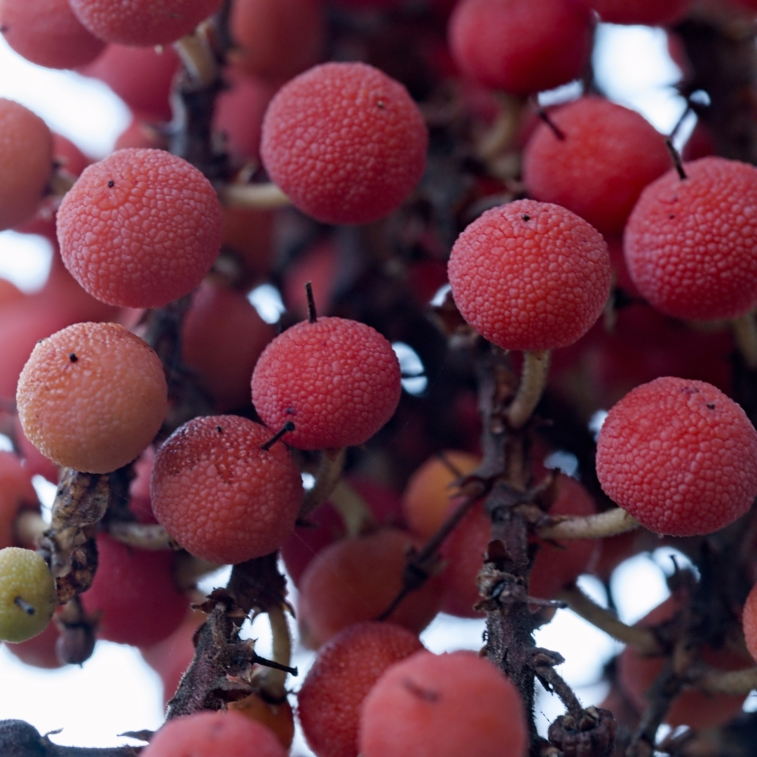 a clump of tiny red berries
