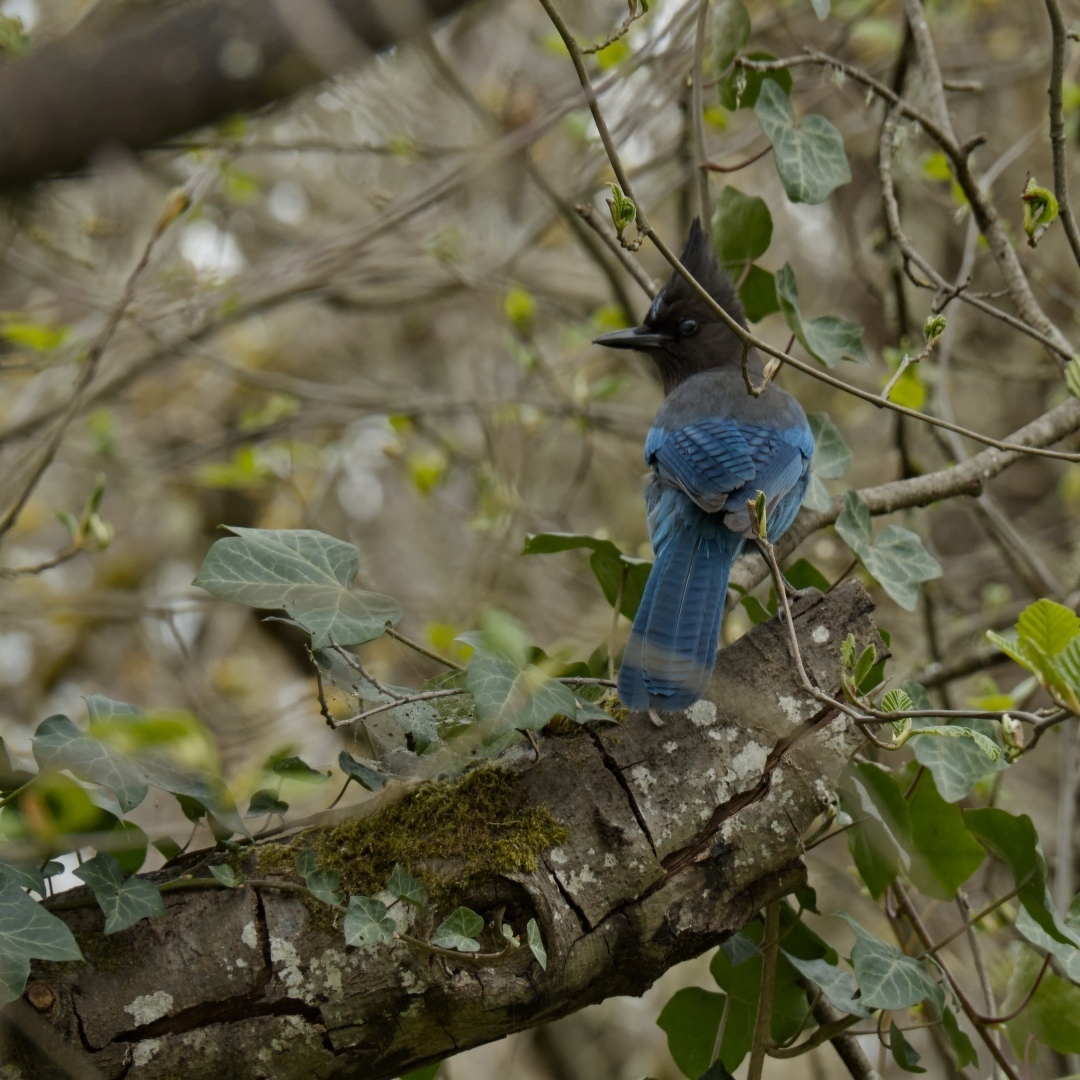 A Steller's Jay in a tree