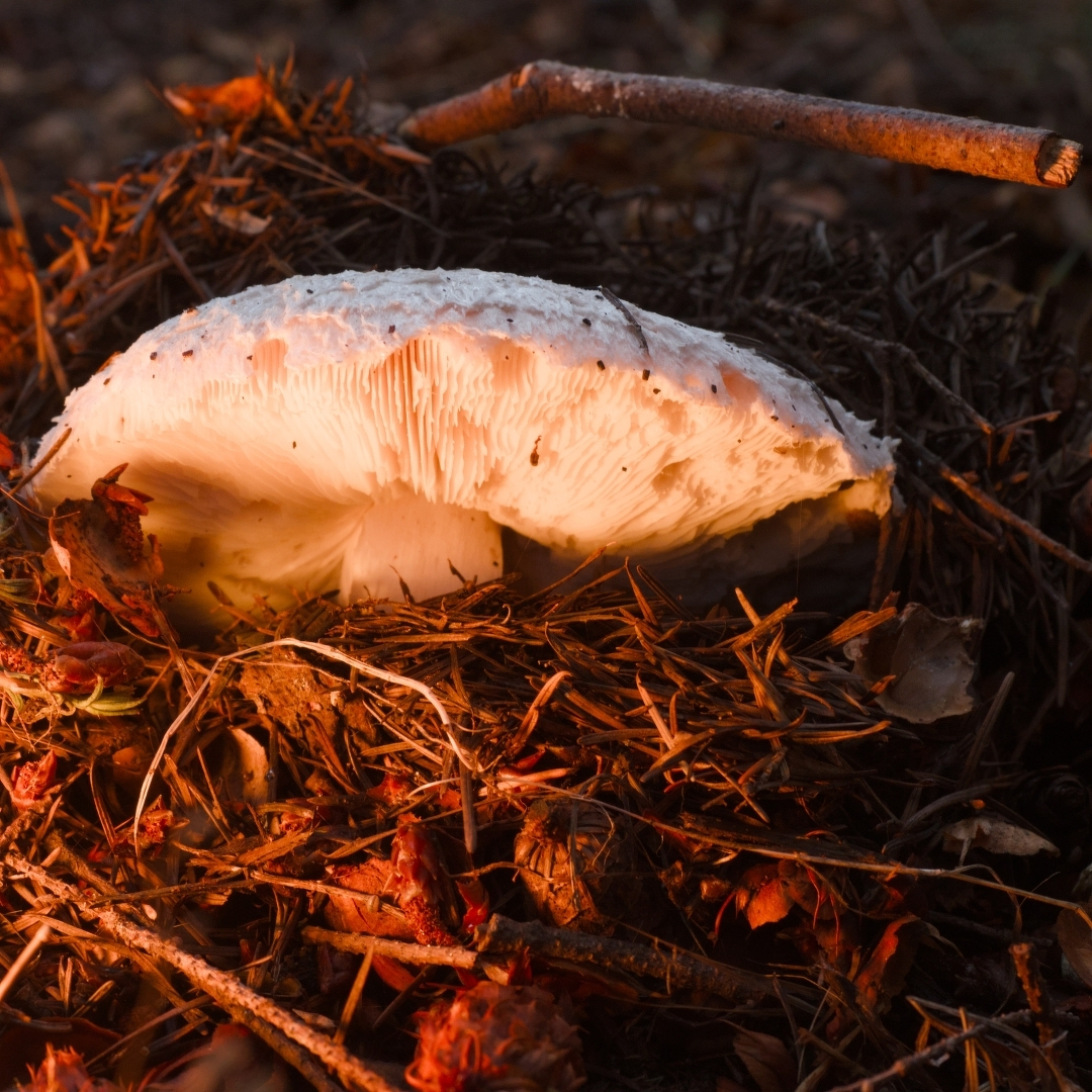 A large mushroom coming up through the forest duff